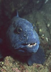 Best looking fish in the sea, Wolf fish. St Abbs, Scotlan... by Derek Haslam 